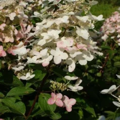 Pluimhortensia (Hydrangea Paniculata 'Unique') -Aanbiedingen Tuin Verrassing Winkel 20120225112900 5