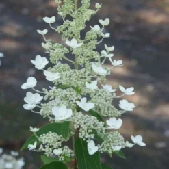Pluimhortensia (Hydrangea Paniculata 'Tardiva') -Aanbiedingen Tuin Verrassing Winkel 20120225115912 2