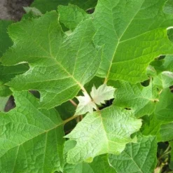 Eikenbladhortensia (Hydrangea Quercifolia) -Aanbiedingen Tuin Verrassing Winkel 20120225121709 6