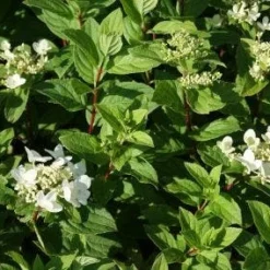 Pluimhortensia (Hydrangea Paniculata 'Dart's Little Dot') 14 Pluimhortensia (Hydrangea Paniculata 'Dart's Little Dot') -Aanbiedingen Tuin Verrassing Winkel 20120225125648 4
