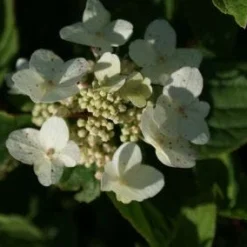 Pluimhortensia (Hydrangea Paniculata 'Dart's Little Dot') 15 Pluimhortensia (Hydrangea Paniculata 'Dart's Little Dot') -Aanbiedingen Tuin Verrassing Winkel 20120225125718 4
