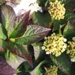 Hortensia (Hydrangea 'Preziosa') -Aanbiedingen Tuin Verrassing Winkel 20120225171730 2