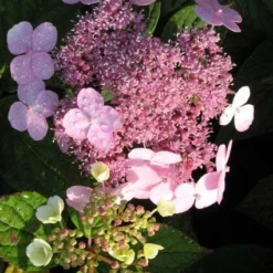 Hortensia (Hydrangea Macrophylla 'Mariesii Perfecta') -Aanbiedingen Tuin Verrassing Winkel 20120225172242 2