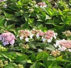 Hortensia (Hydrangea Macrophylla 'Mariesii Perfecta') -Aanbiedingen Tuin Verrassing Winkel 20120225172403 2