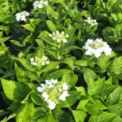Hortensia (Hydrangea Macrophylla 'Lanarth White') -Aanbiedingen Tuin Verrassing Winkel 20120225172750 4
