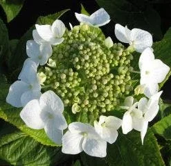 Hortensia (Hydrangea Macrophylla 'Teller White')