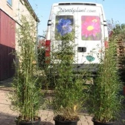 Niet Woekerende Bamboe (Fargesia 'Jiuzhaigou') -Aanbiedingen Tuin Verrassing Winkel 20120226104653 4