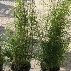 Niet Woekerende Bamboe (Fargesia 'Jiuzhaigou') -Aanbiedingen Tuin Verrassing Winkel 20120226104717 4