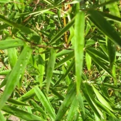 Niet Woekerende Bamboe (Fargesia 'Jiuzhaigou') -Aanbiedingen Tuin Verrassing Winkel 20120226104740 4