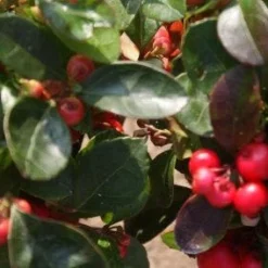 Bergthee / Patrijzenbes (Gaultheria Procumbens) -Aanbiedingen Tuin Verrassing Winkel 20120226104835 2