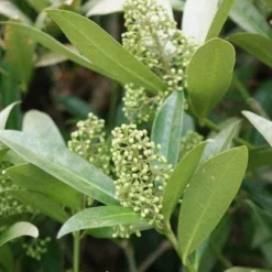 Skimmia (Skimmia Confusa 'Kew Green') -Aanbiedingen Tuin Verrassing Winkel 20120228154247 3
