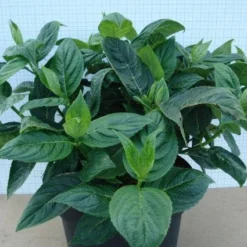 Hortensia (Hydrangea Macrophylla 'Lanarth White') -Aanbiedingen Tuin Verrassing Winkel 20120305134546 4