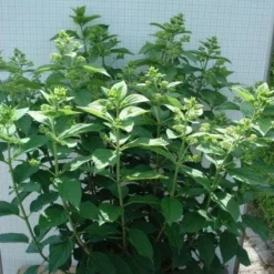 Pluimhortensia (Hydrangea Paniculata 'Unique') -Aanbiedingen Tuin Verrassing Winkel 20120305135303 5