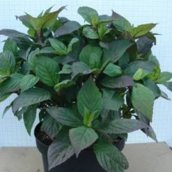 Hortensia (Hydrangea 'Preziosa') -Aanbiedingen Tuin Verrassing Winkel 20120305135330 2