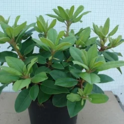 Rhododendron (Rhododendron Catawbiense 'Boursault') -Aanbiedingen Tuin Verrassing Winkel 20120305135536 2