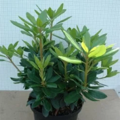 Rhododendron (Rhododendron Catawbiense 'Grandiflorum') -Aanbiedingen Tuin Verrassing Winkel 20120305135657 13