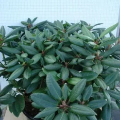 Rhododendron (Rhododendron Catawbiense 'Boursault') -Aanbiedingen Tuin Verrassing Winkel 20120305140234 2