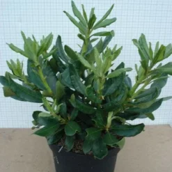 Rhododendron (Rhododendron 'Nova Zembla') -Aanbiedingen Tuin Verrassing Winkel 20120305140253 7