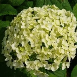 Hortensia (Hydrangea 'Strong Annabelle') -Aanbiedingen Tuin Verrassing Winkel 20120716105647 1