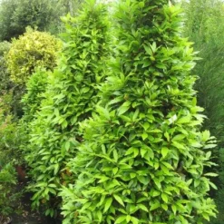 Echte Laurier Als Piramide (Laurus Nobilis) -Aanbiedingen Tuin Verrassing Winkel 20120821144442 7 1