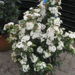 Groenblijvende Sneeuwbal (Viburnum Tinus 'Eve Price') -Aanbiedingen Tuin Verrassing Winkel 20120821145045 50 10
