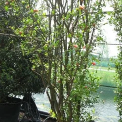 Granaatappel Als Struik (Punica Granatum) -Aanbiedingen Tuin Verrassing Winkel 20120821153129 7