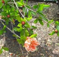 Granaatappel Als Struik (Punica Granatum) -Aanbiedingen Tuin Verrassing Winkel 20120821153145 7