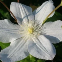 Bosrank (Clematis 'Madame Le Coultre') -Aanbiedingen Tuin Verrassing Winkel 20120903131948 1 1