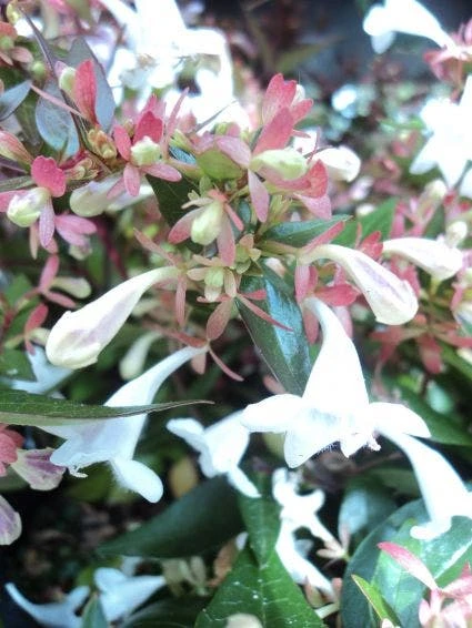 Abelia (Abelia Grandiflora) 2 Abelia (Abelia Grandiflora) - Afbeelding 2