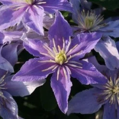 Bosrank (Clematis 'Justa') 11 Bosrank (Clematis 'Justa') -Aanbiedingen Tuin Verrassing Winkel 20120919134614 1 1