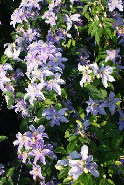 Bosrank (Clematis 'Justa') 3 Bosrank (Clematis 'Justa') - Afbeelding 3