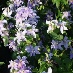 Bosrank (Clematis 'Justa') -Aanbiedingen Tuin Verrassing Winkel 20120919134633 1