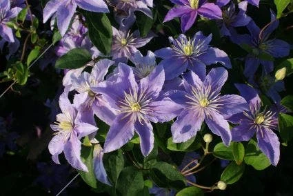Bosrank (Clematis 'Justa') 2 Bosrank (Clematis 'Justa') - Afbeelding 2