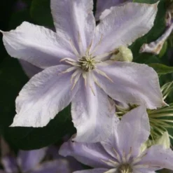Bosrank (Clematis 'Justa')