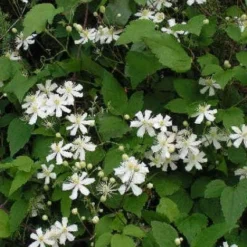 Bosrank (Clematis 'Paul Farges') -Aanbiedingen Tuin Verrassing Winkel 20120919135912 1