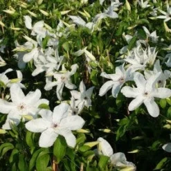 Bosrank (Clematis 'Madame Le Coultre') -Aanbiedingen Tuin Verrassing Winkel 20120919151411 1