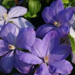 Bosrank (Clematis 'Mrs Cholmondeley') -Aanbiedingen Tuin Verrassing Winkel 20120919151745 1 1