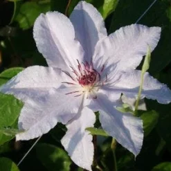 Bosrank (Clematis 'Snow Queen') -Aanbiedingen Tuin Verrassing Winkel 20120919152528 1