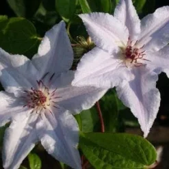 Bosrank (Clematis 'Snow Queen') -Aanbiedingen Tuin Verrassing Winkel 20120919152541 1 1