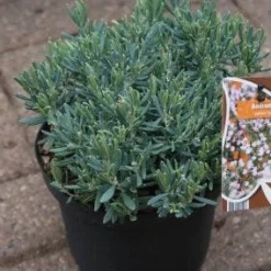 Lavendelheide (Andromeda Polifolia 'Blue Ice') -Aanbiedingen Tuin Verrassing Winkel 20120920104257 1