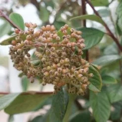 Dwergmispel (Cotoneaster Lacteus) -Aanbiedingen Tuin Verrassing Winkel 20120920105128 3