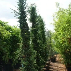 Zuilvormige Ceder (Cedrus Libani 'Fastigiata') -Aanbiedingen Tuin Verrassing Winkel 20121003161759 10