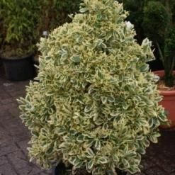 Kardinaalshoed Als Pyramide (Euonymus Japonicus 'Bravo') -Aanbiedingen Tuin Verrassing Winkel 20121003163723 3