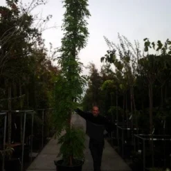 Blauwe Regen (Wisteria Sinensis) -Aanbiedingen Tuin Verrassing Winkel 20121012085312 13