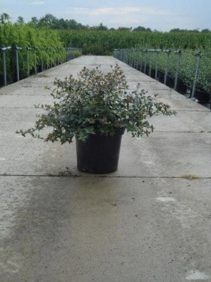 Abelia (Abelia Grandiflora) 5 Abelia (Abelia Grandiflora) - Afbeelding 5