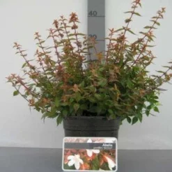Abelia (Abelia Grandiflora 'Sherwood') -Aanbiedingen Tuin Verrassing Winkel 20121016143037 2