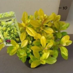 Escallonia (Escallonia 'Gold Ellen') -Aanbiedingen Tuin Verrassing Winkel 20121016144815 1