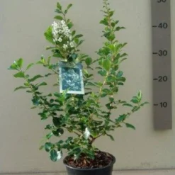 Escallonia (Escallonia 'Iveyi') -Aanbiedingen Tuin Verrassing Winkel 20121016144959 3