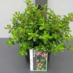 Escallonia (Escallonia 'Red Dream') -Aanbiedingen Tuin Verrassing Winkel 20121016145056 3