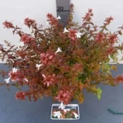 Abelia (Abelia Grandiflora 'Sherwood') -Aanbiedingen Tuin Verrassing Winkel 20121017125907 2